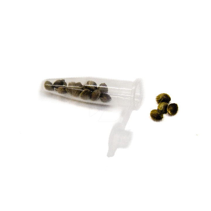 Tubo Eppendorf Grande 1,5 ml - Ideal para Semillas - Botes