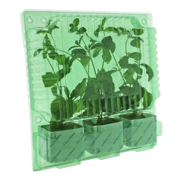 Funda de Transporte para 3 Esquejes - 22 cm | Suministros Hortícolas - Conservación, Sujeción y Transporte