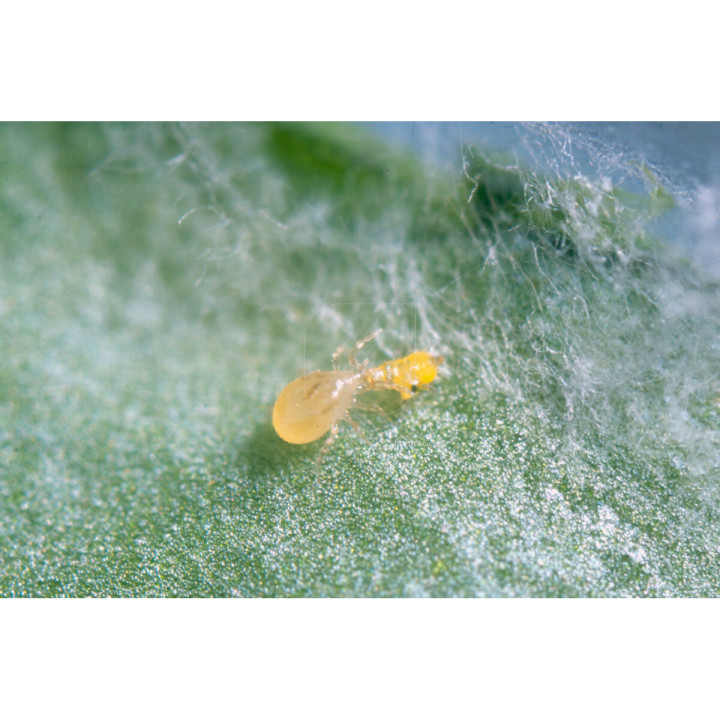 Ulti-Mite Swirski® 100 Sobres - Control Biológico de Plagas - Lucha biológica